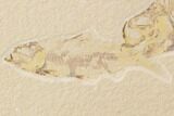Fossil Fish Plate (Diplomystus & Knightia) - Wyoming #91593-3